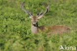 Red Deer (Cervus elaphus)