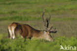 Red Deer (Cervus elaphus)