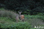 Red Deer (Cervus elaphus)