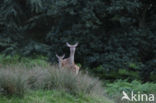 Red Deer (Cervus elaphus)