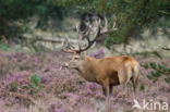 Red Deer (Cervus elaphus)