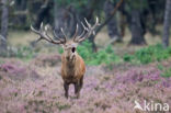 Red Deer (Cervus elaphus)
