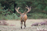Red Deer (Cervus elaphus)