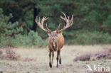 Edelhert (Cervus elaphus)