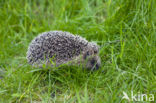 Hedgehog (Erinaceus europaeus)