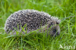 Hedgehog (Erinaceus europaeus)