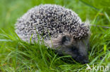 Hedgehog (Erinaceus europaeus)