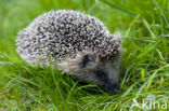 Hedgehog (Erinaceus europaeus)