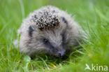 Hedgehog (Erinaceus europaeus)