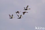 Eider (Somateria mollissima)