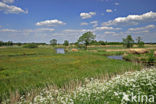 Cow Parsley (Anthriscus sylvestris)