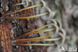 Fraaisteelmycena (Mycena inclinata)