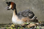Great Crested Grebe (Podiceps cristatus)