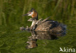 Great Crested Grebe (Podiceps cristatus)