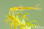 Gaffelwaterjuffer (Coenagrion scitulum)