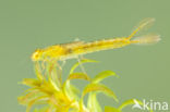 Gaffelwaterjuffer (Coenagrion scitulum)