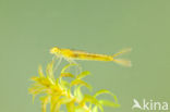 Gaffelwaterjuffer (Coenagrion scitulum)