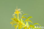 Gaffelwaterjuffer (Coenagrion scitulum)