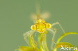 Gaffelwaterjuffer (Coenagrion scitulum)