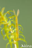 Gaffelwaterjuffer (Coenagrion scitulum)