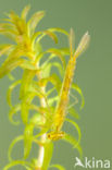 Gaffelwaterjuffer (Coenagrion scitulum)