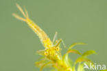 Gaffelwaterjuffer (Coenagrion scitulum)