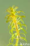 Gaffelwaterjuffer (Coenagrion scitulum)