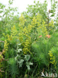 Geel walstro (Galium verum)