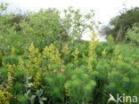 Geel walstro (Galium verum)