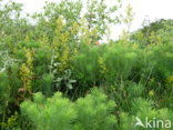 Geel walstro (Galium verum)