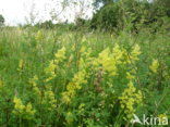 Geel walstro (Galium verum)