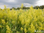 Geel walstro (Galium verum)