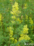 Geel walstro (Galium verum)