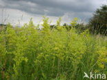 Geel walstro (Galium verum)