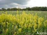 Geel walstro (Galium verum)