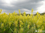 Geel walstro (Galium verum)