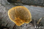 Conifer Mazegill (Gloeophyllum sepiarium)