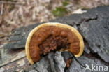 Conifer Mazegill (Gloeophyllum sepiarium)