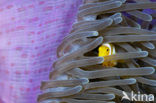 Geelstaart anemoonvis (Amphiprion clarkii)