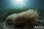 Geelstaart anemoonvis (Amphiprion clarkii)