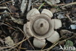 Collared Earthstar (Geastrum triplex)