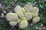 Gele aardappelbovist (Scleroderma citrinum)