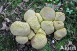 Common Earthball (Scleroderma citrinum)