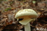 false death cap (Amanita citrina var. citrina)