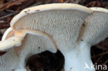 Gele stekelzwam (Hydnum repandum) 