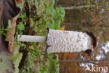 Shaggy Inkcap (Coprinus comatus)