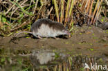 Gewone bosspitsmuis (Sorex araneus)