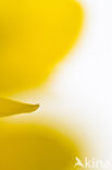 Marsh Marigold (Caltha palustris ssp. palustris)