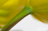 Marsh Marigold (Caltha palustris ssp. palustris)