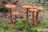 Gewone fopzwam (Laccaria laccata)